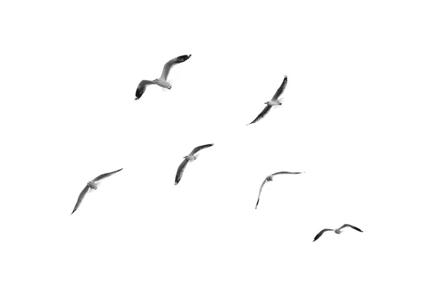 Ptaki latają na jasne niebo (b&w) — Zdjęcie stockowe