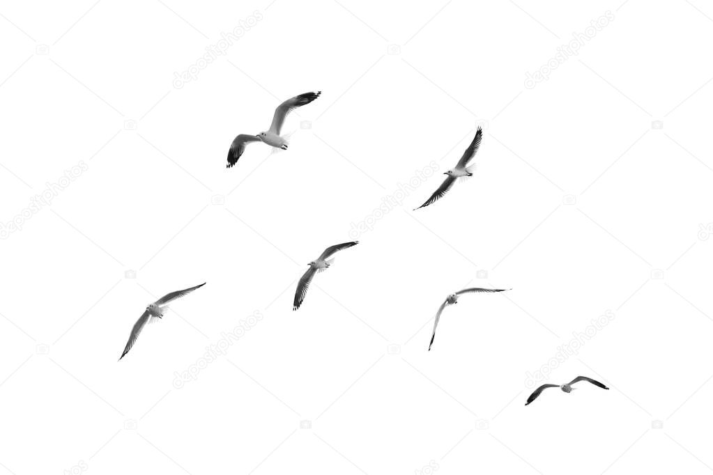 Birds fly on clear sky (b&w)