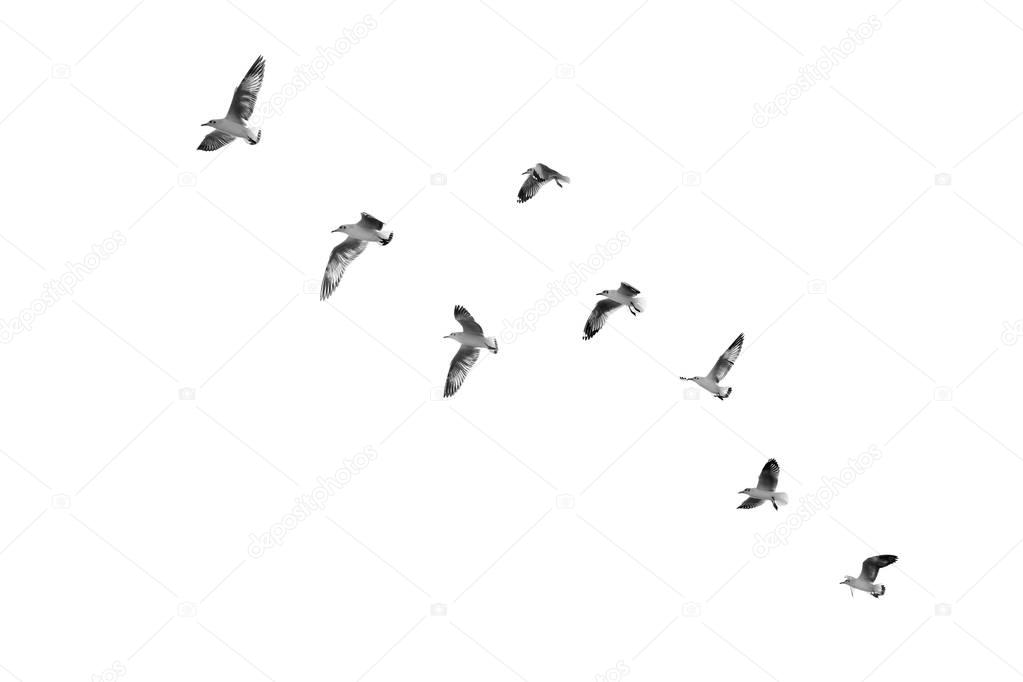 Birds taking off to sky (b&w)