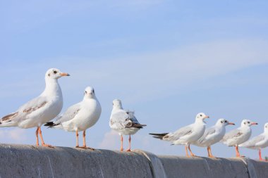 Kuşlar üzerinde demiryolu Köprüsü, arka plan levrek