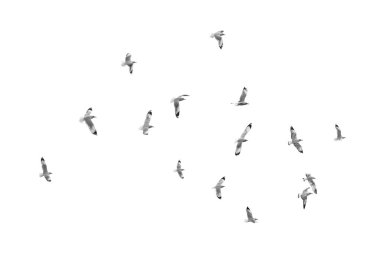 Açık gökyüzü (b&w Kuşlar uçar)