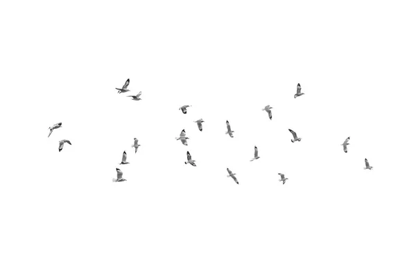 Ptaki latają na jasne niebo (b&w) — Zdjęcie stockowe
