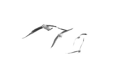 Açık gökyüzü (b&w Kuşlar uçar)