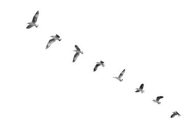 Gökyüzü (b&w temizlemek için kalkış kuş)