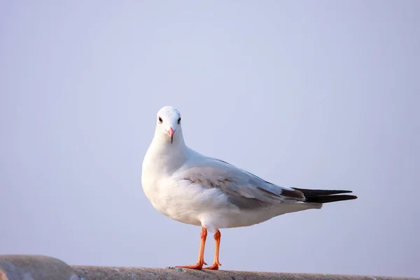 Perchoirs d'oiseaux sur le pont ferroviaire . — Photo