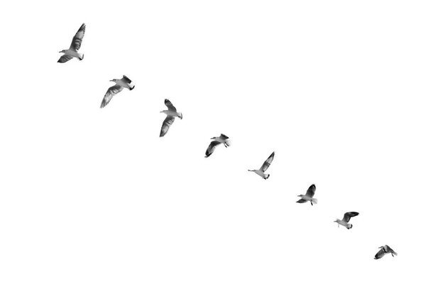 Bird taking off to clear sky (b&w)