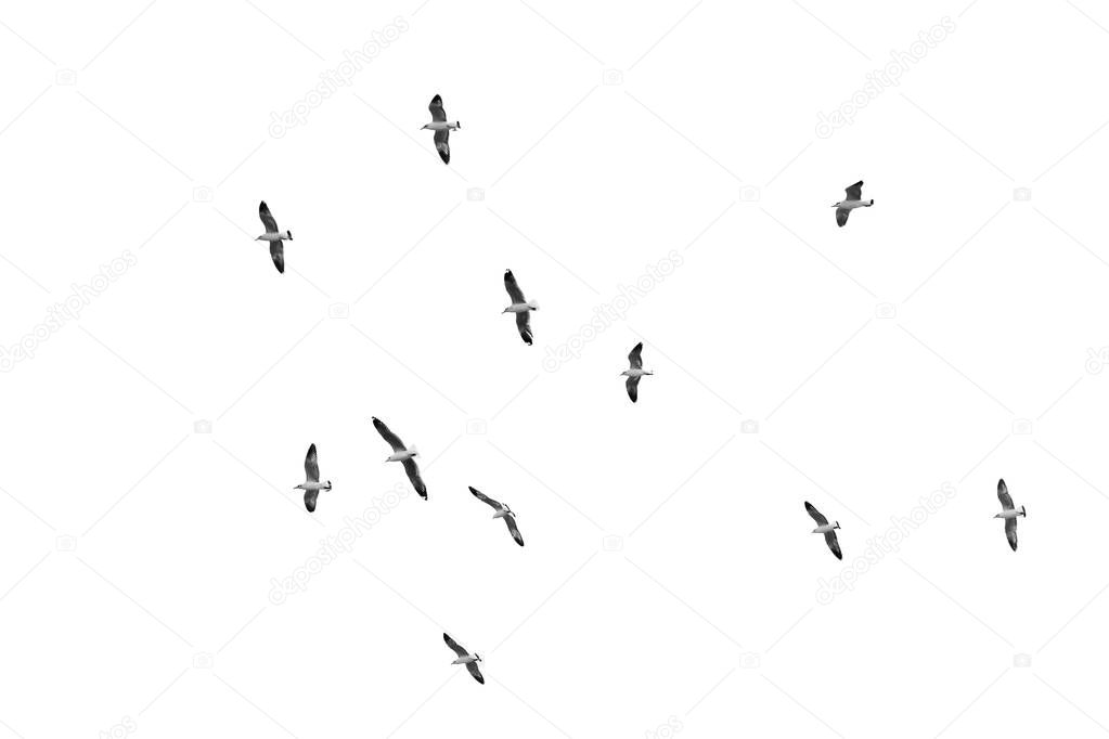 Birds gliding on clear sky, (B&W)