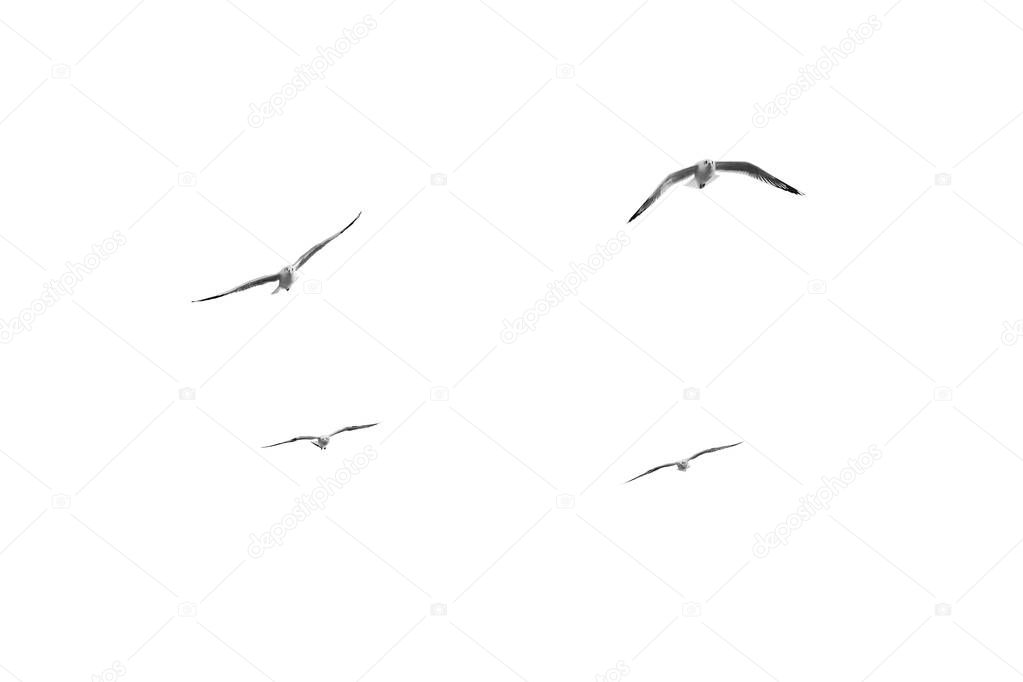 Birds fly on clear sky (b&w)