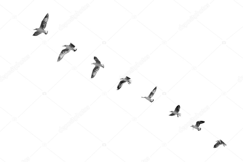 Bird taking off to clear sky (b&w)