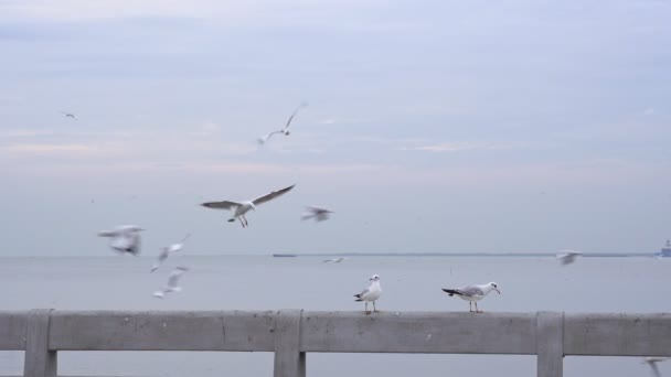 Seagulls abborre på bryggans järnväg på kvällen — Stockvideo