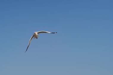 Açık gökyüzü üzerinde kayma kuş