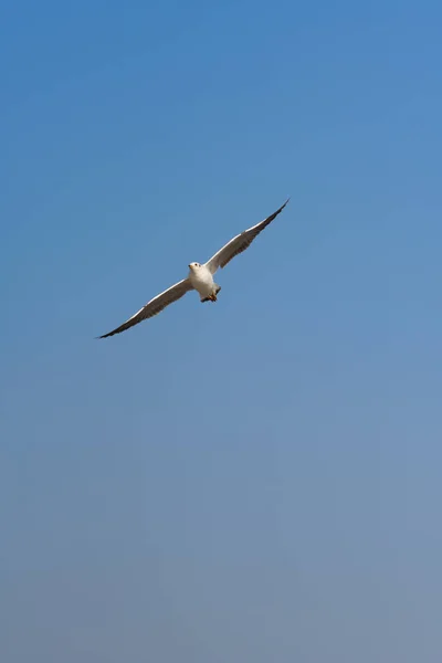 Bird gliding on clear sky — Stock Photo, Image