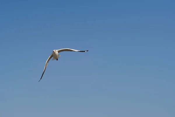 Pássaro deslizando no céu claro — Fotografia de Stock