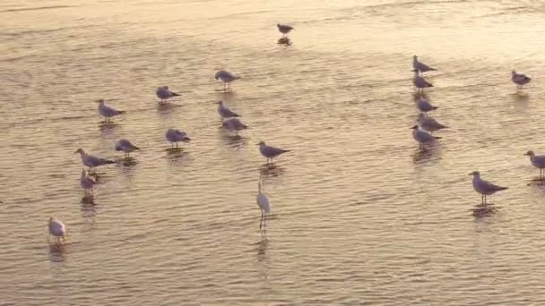 Vogels ontsnappen-gevaar — Stockvideo