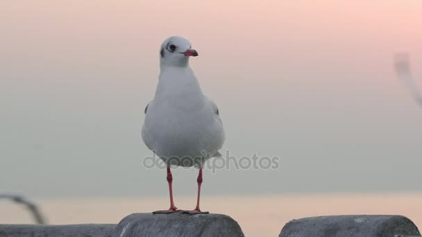 Confused bird standing in turbulent — Stock Video