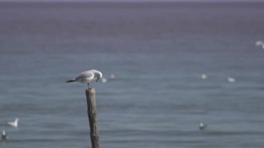 Bambu güdük üzerinde kuş poises