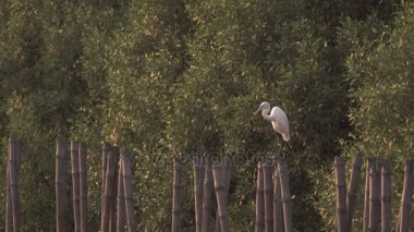 Bambu güdük üzerinde ak balıkçıl çiğniyor