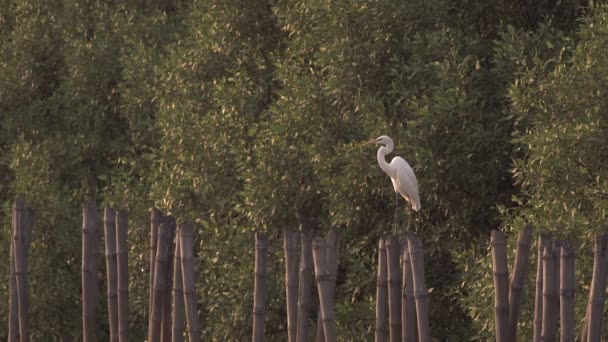 Egret шукає небезпеку — стокове відео
