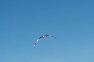 Kuş gökyüzünde uçuyor