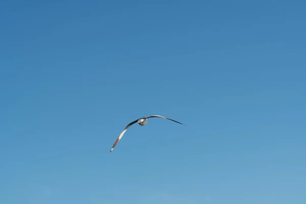 Ptak lecący na czystym niebie — Zdjęcie stockowe