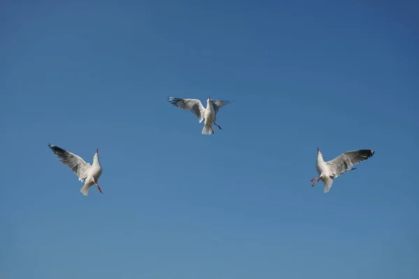 Trzy ptaki wyrywając żywności w niebo — Zdjęcie stockowe