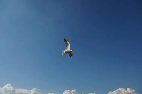 Bird flying over cloud (space for text) — Stock Photo, Image