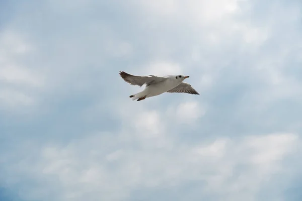 Bird gliding on cloud and sky — Stock Photo, Image