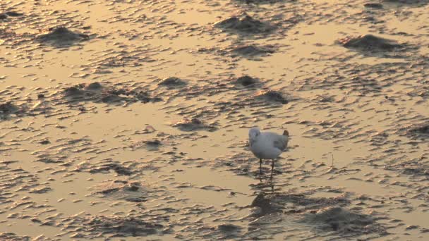 Uccello che foraggia cibo su fanghi — Video Stock