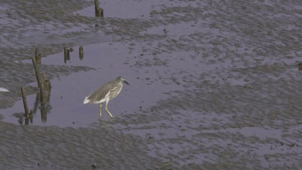 Bird struggle with the windy — Stock Video