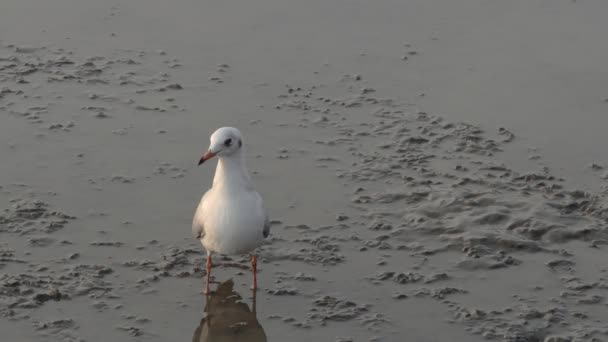 鸟站在泥滩上 — 图库视频影像