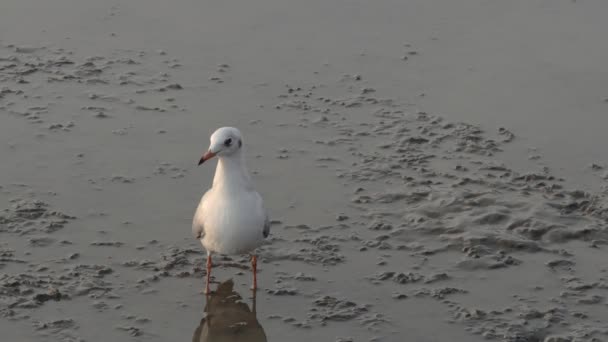 Vogel staande op het wad — Stockvideo