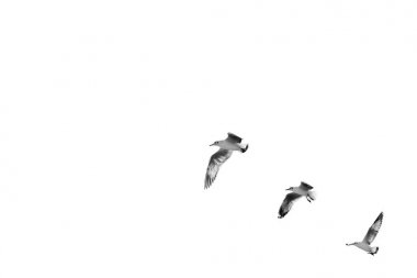 Gökyüzü (b&w temizlemek için kalkış kuş)
