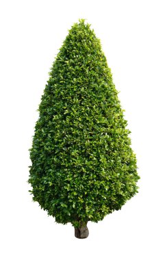 Yuvarlak şekilli ağaç beyaz arkaplanda izole edilmiş