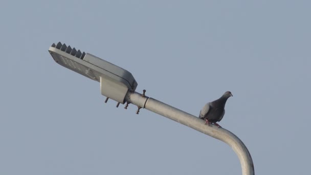 Observer Pigeon Perches Light Pole Evening Funny Looking Bird — Stock Video