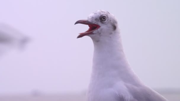 Close Head Shot Seagull Face Turbulent Others Flying Evening Fear — Stock Video