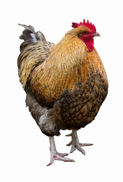 Rooster on a white background — Stock Photo, Image