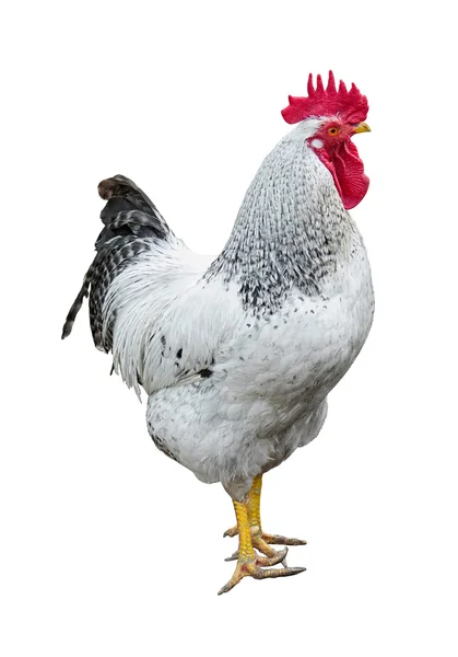 Rooster on a white background — Stock Photo, Image