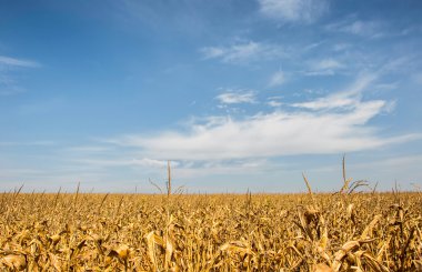 Tarım, Mısır alan