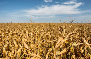 Tarım, Mısır alan