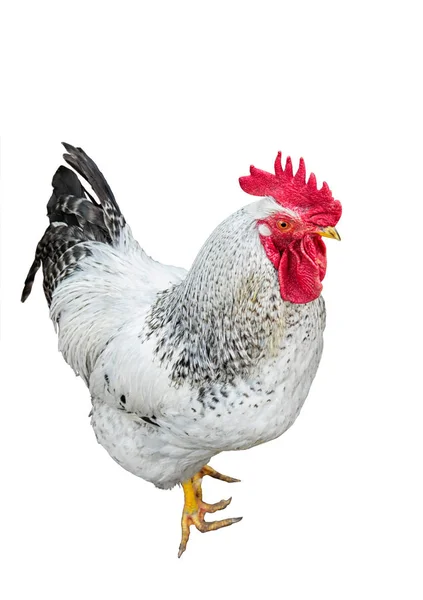 Gallo sobre fondo blanco — Foto de Stock