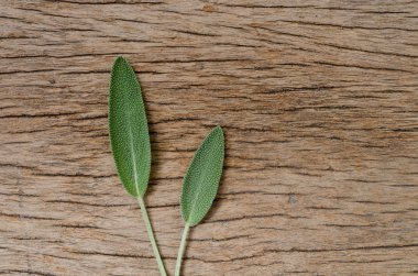 Rustik ahşap zemin üzerine taze adaçayı yaprağı. Anti adaçayı faydaları-