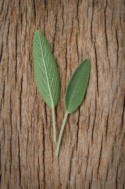 Rustik ahşap zemin üzerine taze adaçayı yaprağı. Anti adaçayı faydaları-