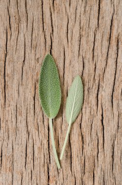 Rustik ahşap zemin üzerine taze adaçayı yaprağı. Anti adaçayı faydaları-