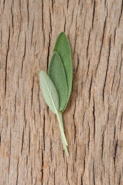 Rustik ahşap zemin üzerine taze adaçayı yaprağı. Anti adaçayı faydaları-