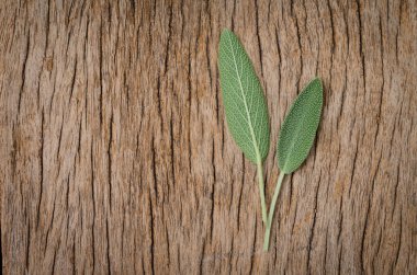 Rustik ahşap zemin üzerine taze adaçayı yaprağı. Anti adaçayı faydaları-