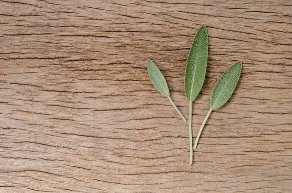 Hoja de salvia fresca sobre fondo rústico de madera. Beneficios de salvia Anti - —  Fotos de Stock