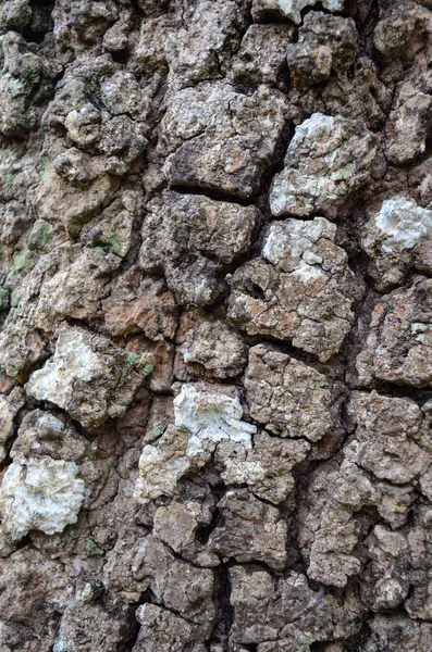Textura de casca de árvore tropical. Fundo de madeira rústica. Madeira de tributação — Fotografia de Stock