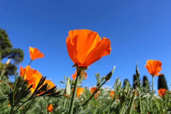 Fiore di papavero della California. Vista guardando verso il cielo blu . — Foto Stock