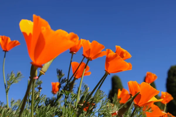 Fiore di papavero della California. Vista guardando verso il cielo blu . — Foto Stock