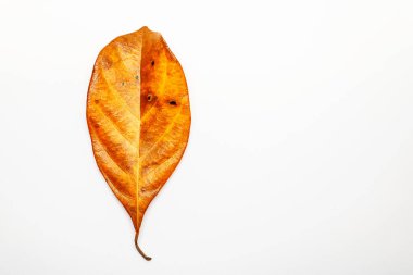 Kuru damarlar doku beyaz zemin üzerine bırakır. Yaprak damarları top vie